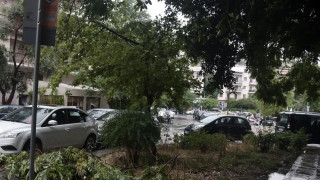 Δήμος Αθηναίων: Ασπίδα προστασίας για 8.000 μουριές που απειλούνται από το κινέζικο σκαθάρι