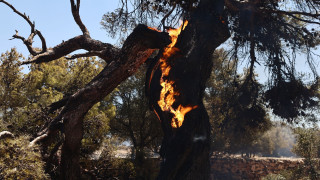 Φωτιά στον Βαρνάβα στον δρόμο για Καπανδρίτι - Κλήθηκαν και εναέρια μέσα