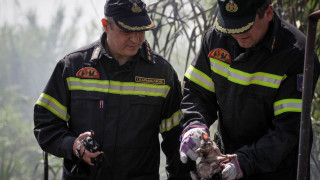 Πώς προστατεύουμε τα κατοικίδιά μας σε περίπτωση εκκένωσης λόγω φωτιάς