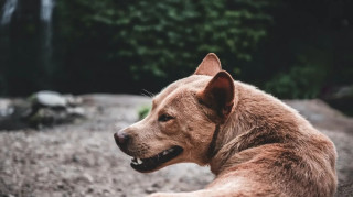 Λιτόχωρο: Στη ΜΕΘ μετά το χειρουργείο η 61χρονη που δέχθηκε επίθεση από αγέλη σκύλων