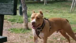 Νεκρό παιδί δύο ετών στη Ζάκυνθο από επίθεση σκύλου