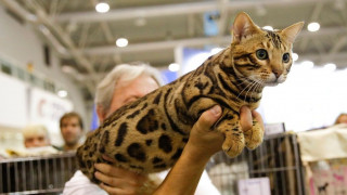 Σπάνιες ράτσες γάτας από όλο τον κόσμο στη Mega Cat Expo 2024