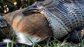 Βιολόγοι εντόπισαν πύθωνα να καταπίνει ελάφι στη Φλόριντα – Είχε ανοίξει τα σαγόνια στα όριά τους