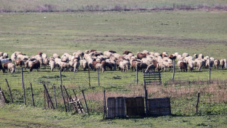 Κτηνοτρόφοι: Ενίσχυση έως και 14 ευρώ ανά αιγοπρόβατο που νόσησε