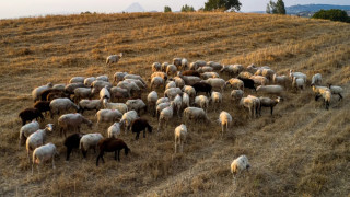 Χορήγηση ενίσχυσης έως και 14 ευρώ ανά αιγοπρόβατο που νόσησε σε κτηνοτρόφους