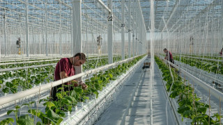 Πότε σταματούν οι αιτήσεις οικονομικής στήριξης για εγκαταστάσεις φυτικής παραγωγής