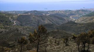 «Στάχτη» πάνω από 50.200 μαστιχόδεντρα από τη φωτιά στη Χίο - Πώς επηρεάζεται η παραγωγή ούζου