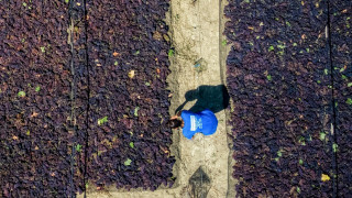 Μνήμη και καρπός: Η σταφίδα στη Μεσσηνιακή ιστορία - Στις 17/7 στην Κορώνη