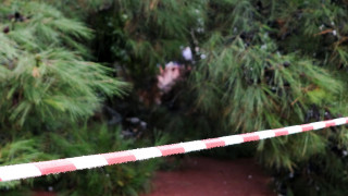 Θεσσαλονίκη: Δέντρο έπεσε και καταπλάκωσε αυτοκίνητα