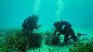 Δύτες φύτεψαν υποβρύχιους κήπους Ποσειδωνίας στην Ελλάδα - Εντυπωσιακές φωτογραφίες