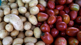 Η ντομάτα ήταν η «γιαγιά» της... πατάτας αποκαλύπτει διεθνής μελέτη