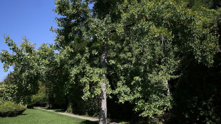 Ο Βοτανικός Κήπος Διομήδους: Το «κρυμμένο διαμάντι» της Αθήνας