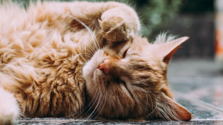 Ο Δήμος Αθηναίων καταγγέλλει: «Παράνομος χώρος ταφής ζώων συντροφιάς από το 2021»