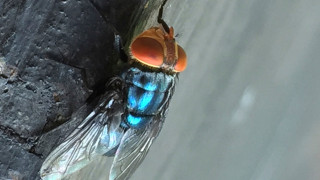 Οι ΗΠΑ επιβεβαίωσαν το πρώτο κρούσμα του παρασίτου «screwworm» που τρώει ανθρώπινη σάρκα