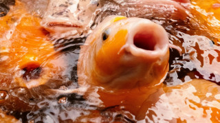 Γατόψαρα απαθανατίστηκαν να «σκαρφαλώνουν» καταρράκτη στην Βραζιλία