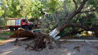 Δεκάδες κλήσεις στην Πυροσβεστική για πτώσεις δέντρων από τις καταιγίδες