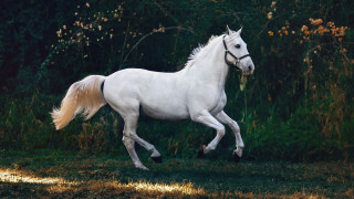 Η μοναδική μετάλλαξη που έκανε τα άλογα ιππεύσιμα - Πώς άλλαξε την ανθρώπινη ιστορία