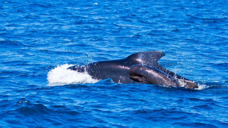 Ιβηρικές όρκες: Οι φάλαινες δολοφόνοι τρομάζουν τους ναυτικούς