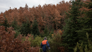 Τα έλατα στο «στόχαστρο» φλοιοφάγων εντόμων - Έντονο το πρόβλημα σε Ήπειρο και Πελοπόννησο