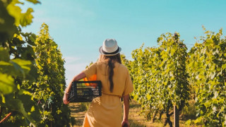 Αμπελώνες σε Σλοβενία και Ιταλία μετατράπηκαν σε διασυνοριακό Πάρκο Τέχνης