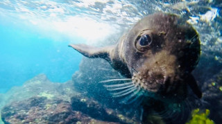 Η πρώτη μεσογειακή φώκια της χρονιάς γεννιέται στην βόρεια Κάρπαθο