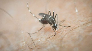 ΕΟΔΥ: Δύο θάνατοι από τον ιό του Δυτικού Νείλου - Οκτώ νέα κρούσματα αυτή την εβδομάδα