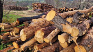 Χειροπέδες σε 65χρονο για λαθροϋλοτομία στο δάσος της Αρέθουσας Θεσσαλονίκης