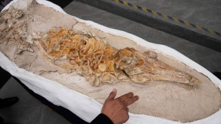 Απολίθωμα δελφινιού ηλικίας 12 εκατομμυρίων ετών εντοπίστηκε στο νότιο Περού