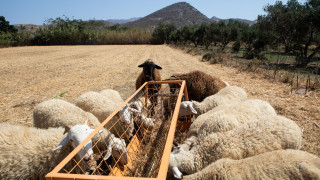 Στρατιωτικοί κτηνίατροι στη «μάχη» της ευλογιάς των προβάτων - Ποιες ενισχύσεις ξεκινούν από αύριο