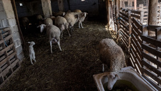 Ευλογιά αιγοπροβάτων: Επιπλέον 50 εκατ. ευρώ σε κτηνοτρόφους για αποζημιώσεις και Περιφέρειες