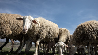 Συναγερμός στη Δράμα για το πρώτο κρούσμα ευλογιάς των προβάτων - Θανατώνονται 300 ζώα