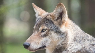 Σχέδιο εντοπισμού και απομάκρυνσης του λύκου που τραυμάτισε το 5χρονο κορίτσι στη Χαλκιδική