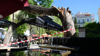 Διεύθυνση Πρασίνου και Αστικής Πανίδας του δήμου Αθηναίων: «Τα δέντρα είχαν ελεγχθεί»