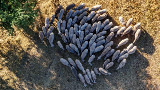 Συναγερμός στον Πηνειό: Εντοπίστηκαν νεκρά πρόβατα