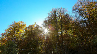 «Τα δέντρα της μνήμης»: Το περιβαλλοντικό και κοινωνικό μήνυμα των μαθητών στα Ιωάννινα