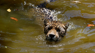 Τζάγκουαρ στη Βραζιλία συνέτριψε ρεκόρ κολύμβησης διανύοντας 2,48 χιλιόμετρα