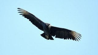 Εικοσιεπτά νεοσσοί Μαυρόγυπα πέταξαν φέτος στο Εθνικό Πάρκο Δαδιάς - Λευκίμης - Σουφλίου
