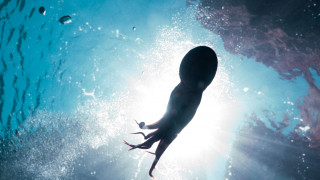 Η «σιωπηλή» εξαφάνιση του χταποδιού: «Πληγή» η υπεραλίευση την περίοδο αναπαραγωγής του