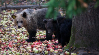 Eπίθεση αρκούδας σε ηλικιωμένο στο Ζαγόρι - Αναζητούσε τροφή στην αυλή του