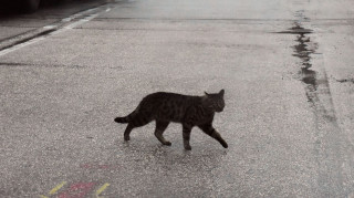 Αποτρόπαιος βασανισμός γάτας στη Νέα Μάκρη: Ακρωτηρίασαν τα πόδια της και τη σκότωσαν