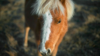 Γυναίκα έβγαλε βόλτα το πόνυ της στο κέντρο της Αθήνας