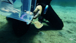 Από το ενυδρείο στη θάλασσα: H πρώτη επιτυχής εκκόλαψη σαλαχιού στην Ελλάδα