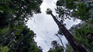 Τα δέντρα του Αμαζονίου μεγαλώνουν εξαιτίας… της κλιματικής κρίσης, διαπίστωσε μελέτη