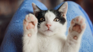 Παγκόσμια Ημέρα Ζώων: Μία ημέρα που υπογραμμίζει τη σημασία του σεβασμού και της υπευθυνότητας