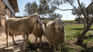 Σε κατάσταση ειδικής κινητοποίησης η Κεφαλονιά λόγω ευλογιάς αιγοπροβάτων