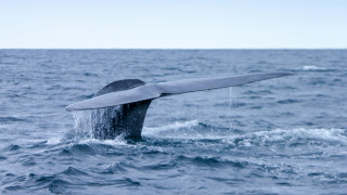 Καναδάς: Ένα υδάτινο πάρκο απειλεί να θανατώσει 30 φάλαινες μπελούγκα