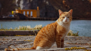 Η Νήσος των Γατών: Το μικροσκοπικό μεσογειακό καταφύγιο που αντιστάθηκε στον μαζικό τουρισμό
