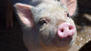 Η πρώτη μεταμόσχευση ήπατος από χοίρο σε άνθρωπο - Ο ασθενής επέζησε για 171 ημέρες