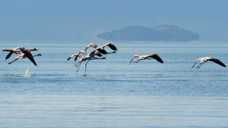 Εντυπωσιακές εικόνες από φλαμίνγκο και αποδημητικά πτηνά στον υδροβιότοπο της Νέας Κίου