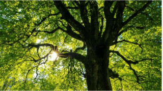 Εκατό δέντρα όσα τα χρόνια του Επαγγελματικού Επιμελητηρίου φυτεύθηκαν στο κέντρο της Θεσσαλονίκης